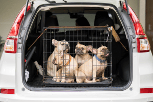 Avantages cage de transport pour assurer la sécurité de son chien en voiture